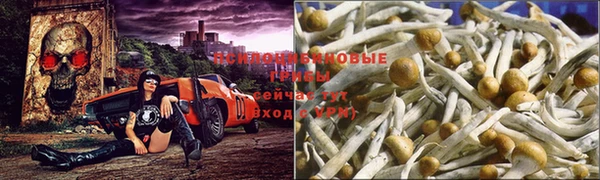 шишки Абаза